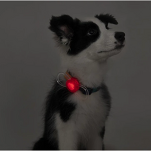 Load image into Gallery viewer, PIDAN Pet Pet Safety Night Light Collar