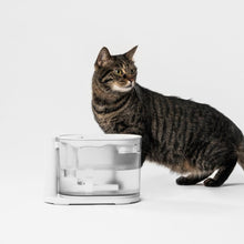 Load image into Gallery viewer, PIDAN Water Fountain with Water Temperature Control