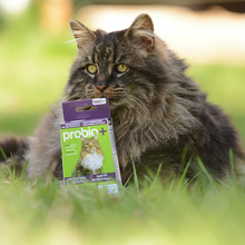 Load image into Gallery viewer, BACI+ Probio+ Cats Pre and Probiotics - Intestinal and Immune Health Prevention &amp; Maintenance
