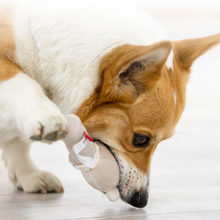 Load image into Gallery viewer, GIGWI Suppa Puppa Q Dog Squeaker Toy
